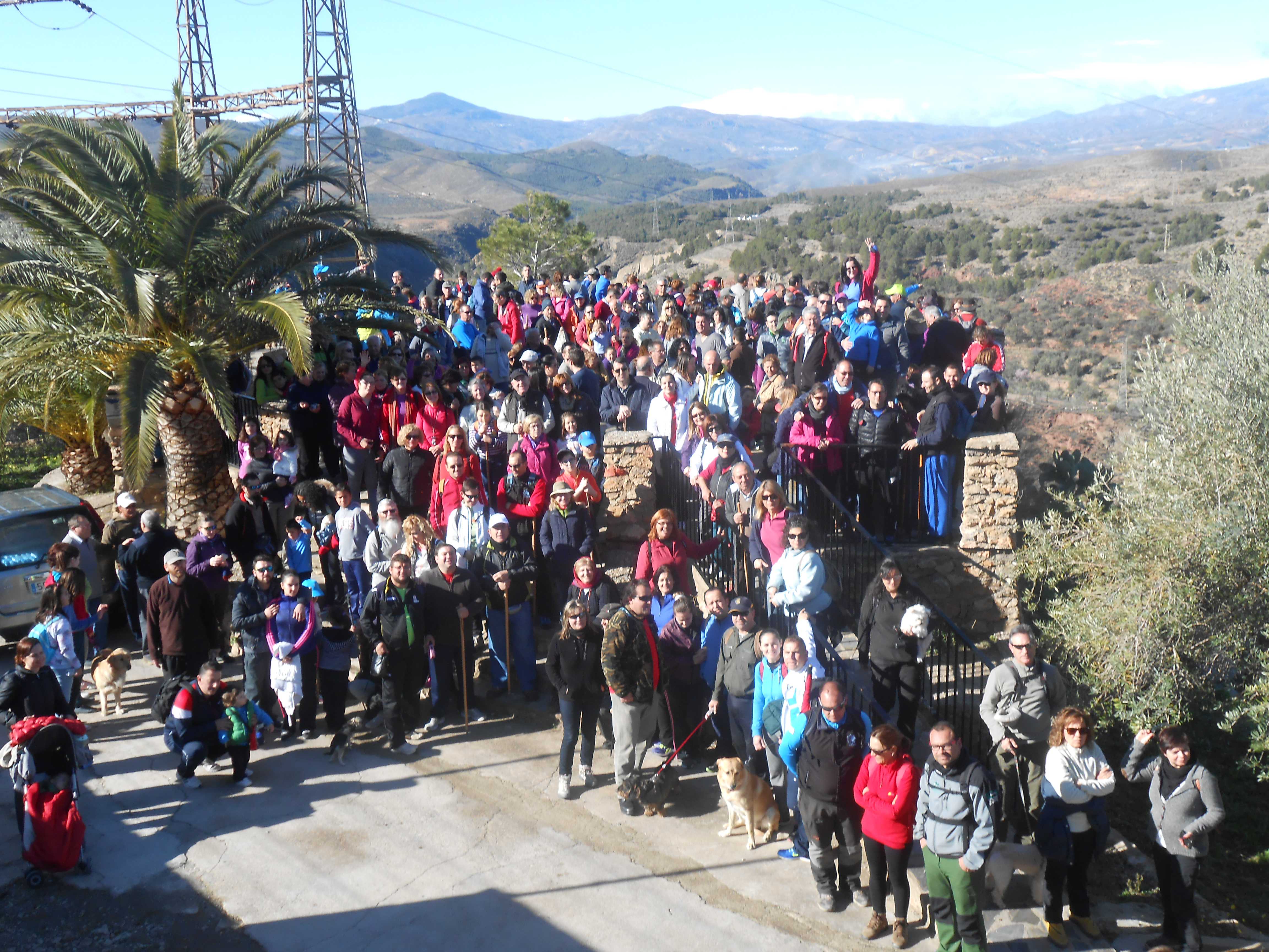 IV Ruta Olivos Centenarios Alcolea 2015