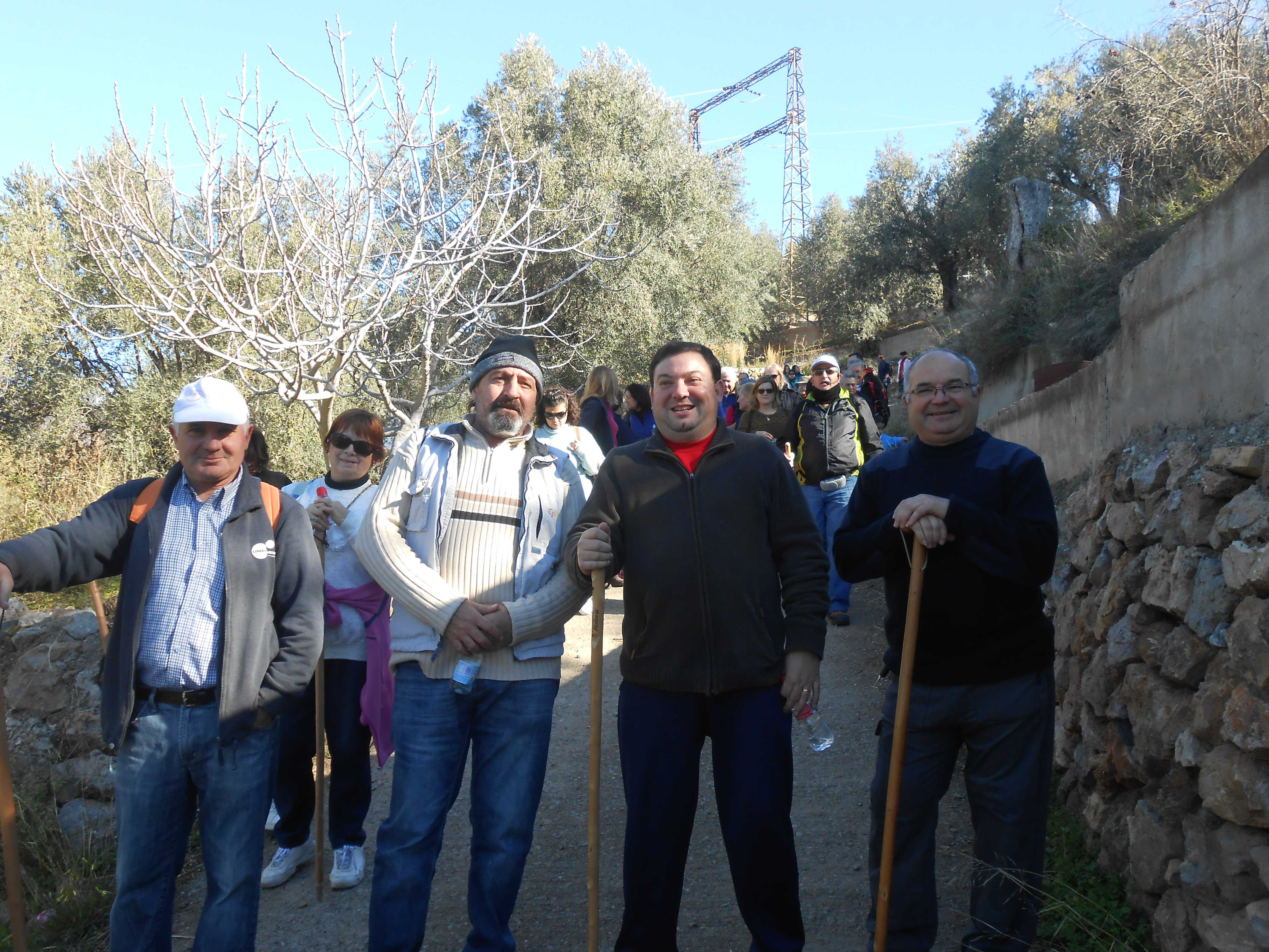 IV Ruta Olivos Centenarios Alcolea 2015