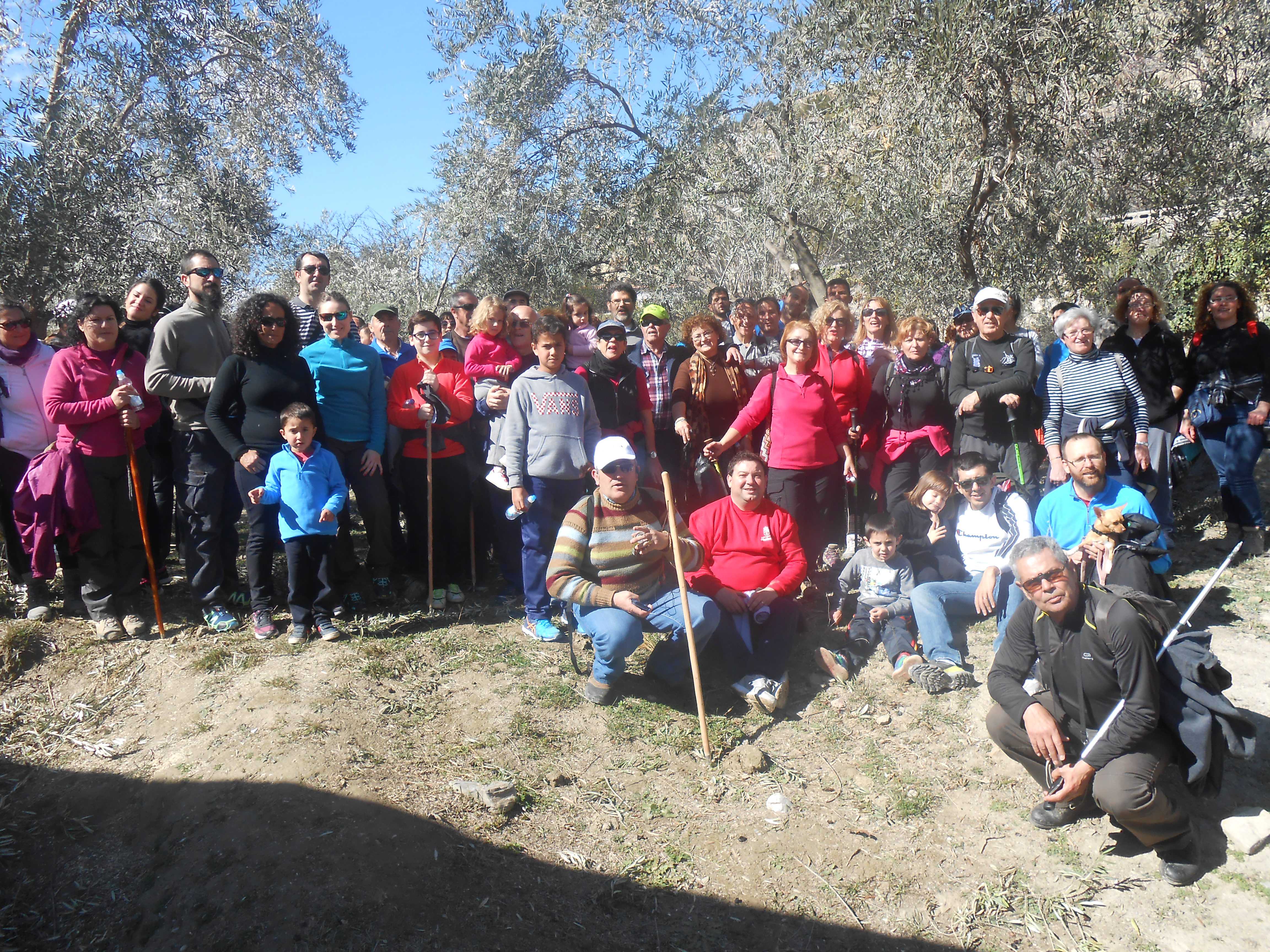 IV Ruta Olivos Centenarios Alcolea 2015