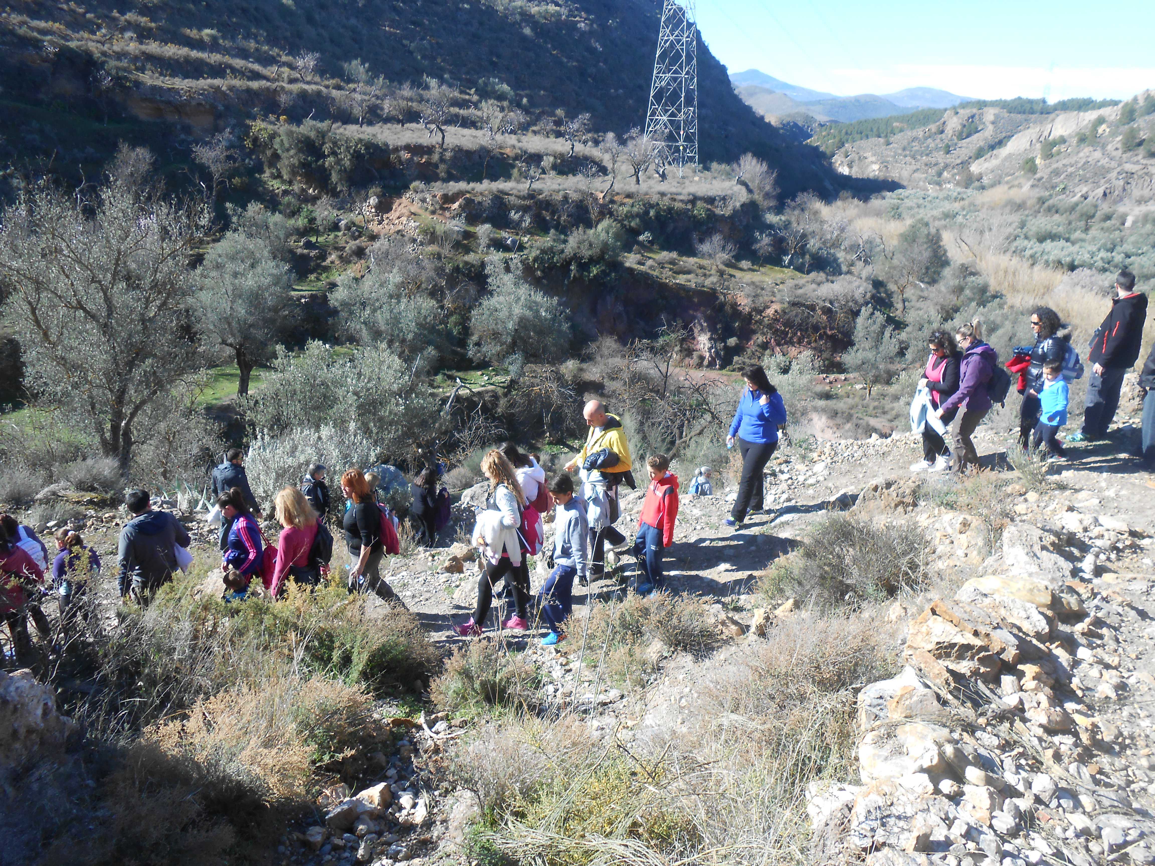 IV Ruta Olivos Centenarios Alcolea 2015