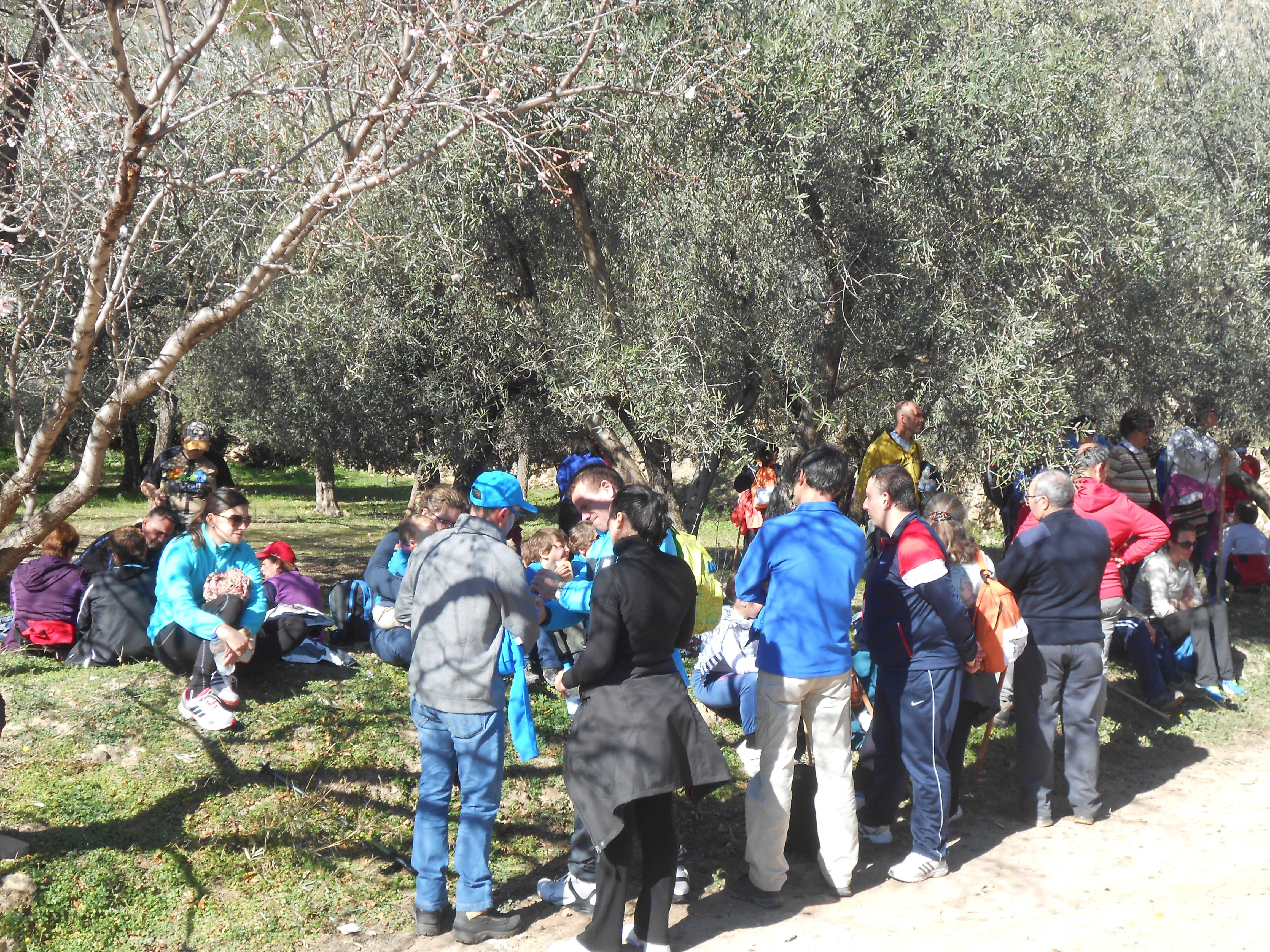 IV Ruta Olivos Centenarios Alcolea 2015
